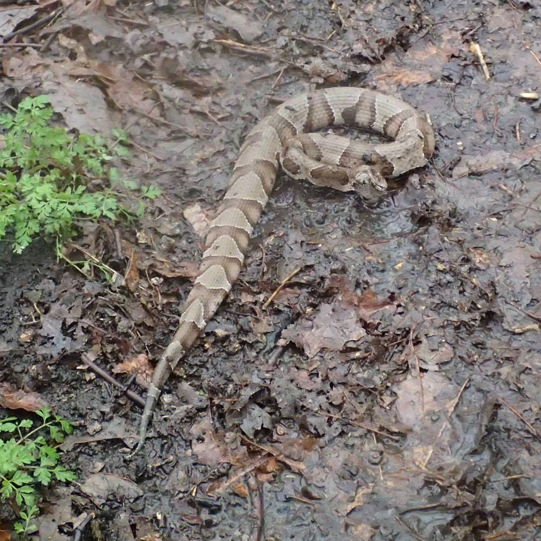 Copperhead on the trail